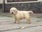 Labrador Puppies