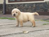 Labrador Puppies