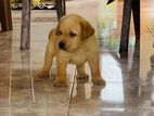 Labrador Puppies