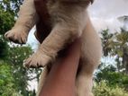 Labrador Puppy