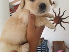 Labrador Puppy