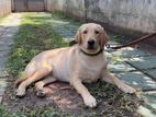 Labrador Puppy