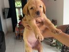 Labrador Puppy
