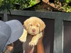 Labrador Puppy