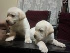 Labrador Puppy
