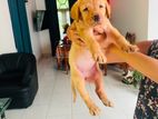 Labrador Puppies