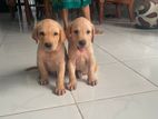 Labrador Puppies