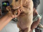 Labrador puppy