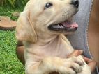 Labrador Puppy