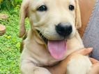 Labrador Puppy