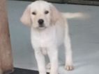 Labrador Puppy