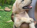 Labrador Puppy