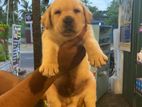 Labrador Puppy