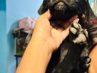 Labrador Puppy