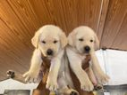 Labrador Puppy
