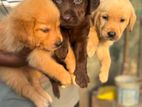 Labrador Puppy