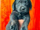 Labrador Puppy