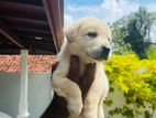 Labrador Puppies