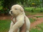 Labrador Puppy