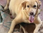 Labrador puppy