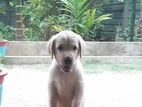 Labrador Puppies