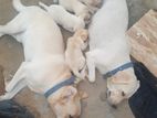 Labrador Puppy