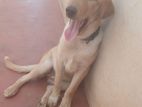 labrador puppy