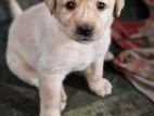 Labrador Puppies