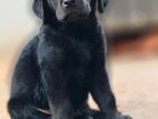 Labrador Puppy