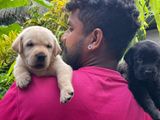 Labrador Puppies