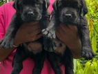 Labrador Puppies