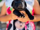 Labrador Puppy