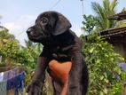 Labrador Puppy