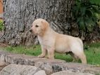 Labrador Puppy