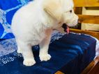 Labrador Puppy