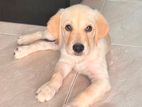 Labrador Puppy