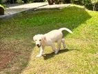 Labrador Puppy