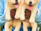 Labrador Puppy