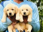 Labrador Puppies