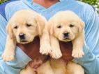 Labrador Puppies