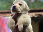 Labrador Puppy