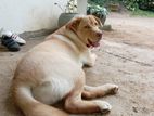 Labrador Puppy