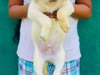 Labrador Puppy