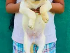 Labrador Puppy