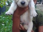 Labrador Puppies