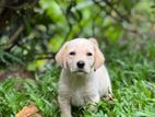 Labrador Puppy