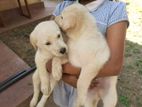 Labrador Puppies