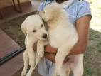 Labrador Puppies