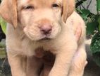 Labrador Puppy
