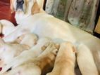 Labrador Puppies